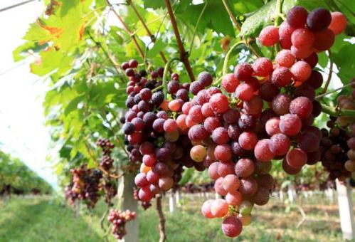 三、种葡萄还得看老天脸色