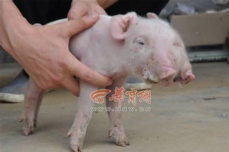 母猪下崽超日子，正品母猪三宝真的能帮忙吗？