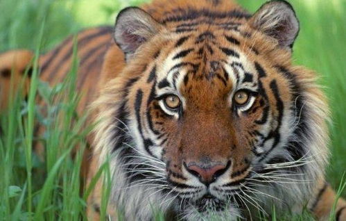 建房子时属相有吉凶之分吗？男虎女狗的属相配对又如何？