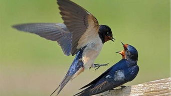 燕子叫时间吉凶预兆，燕子吉兆说法科学吗？这科学依据何在？