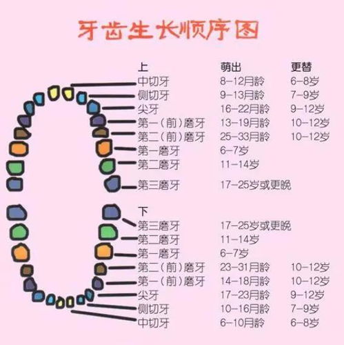 1. 整洁坚固的牙齿与积极运势