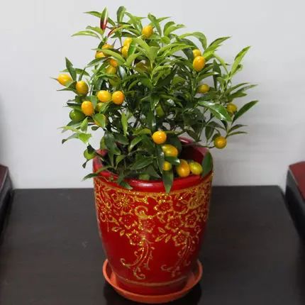 家里养的花植物有毒吗？对风水有影响吗？