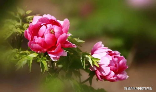 花菜の诡异预言