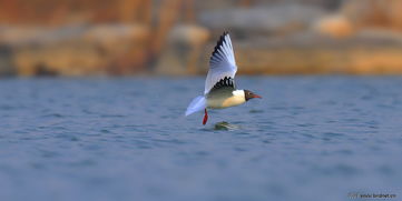 将鸥水相依打一生肖，这个生肖的尾巴是长什么样的？