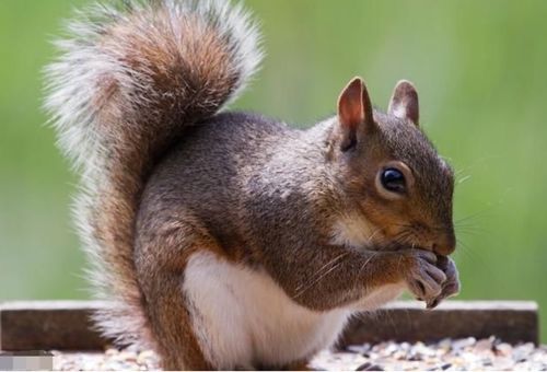 2024年属鼠人龙年运势中，考运如何？属鼠的龙年运势具体表现是什么？