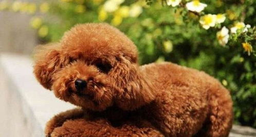 二、 泰迪犬昵称寓意及挑选技巧