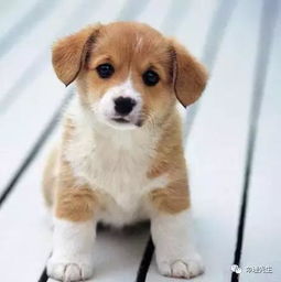 养狗风水讲究有哪些？白狗在风水上有什么特殊说法？