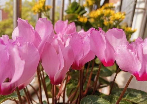 生机勃勃：选定吉宜之人方可受益