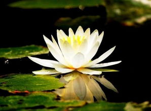 睡莲到底是仙草还是祸水？