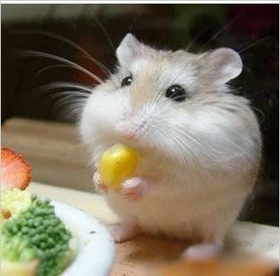 一、  ：梦境叙事中的潜意识投射与生肖符号的隐喻解析