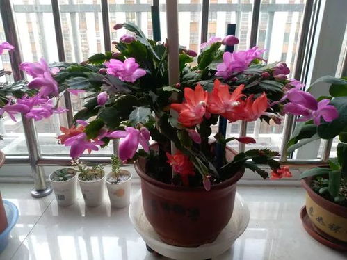 1. 花卉数量与氧气循环的平衡考量