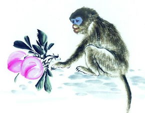 8月份出生属猴的人，他们的星座运势是怎样的呢？