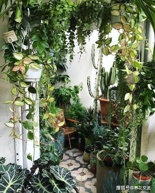 四、 植物摆放的风水原则