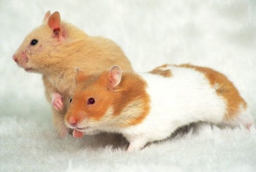 属鼠人与属龙人的色彩运势流变