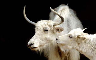 苍黄翻覆的生肖动物是哪一种？