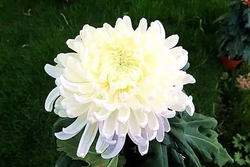 2. 七彩菊花的魔幻现实主义