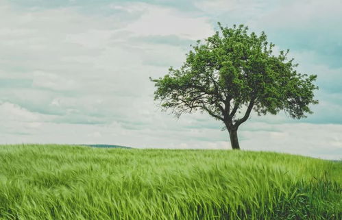 狂风骤雨打一生肖，浇树浇根打一生肖分别指什么生肖？
