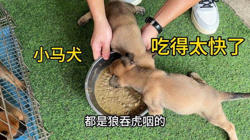 狼吞虎咽的生肖是哪个？最准确的生肖是什么意思？