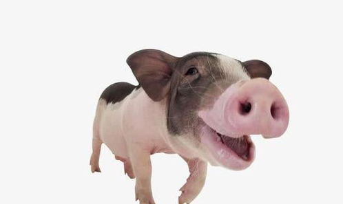 属猪和哪个生肖财运佳？属猪生肖财运排名具体含义是什么？