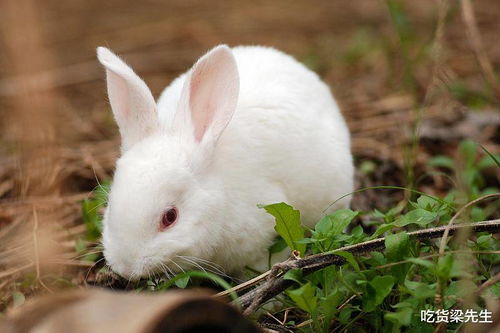 哪个生肖既温柔善良又愿意花钱购买其他温柔生肖？