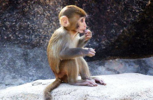 4月出生的猴子要发达啦！