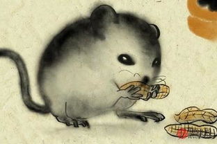 1996年属鼠人2026年和2027年运势详解分别是什么？