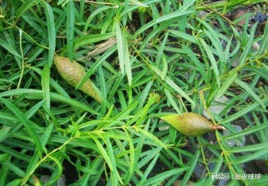考试前梦见羊齿草？分数能像野草疯长？