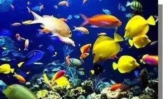 3. 海洋公园：鱼、 表演和哭闹 (以及我对海洋生物的热爱逐渐消失)