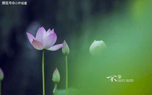 1. 竹子（竹）