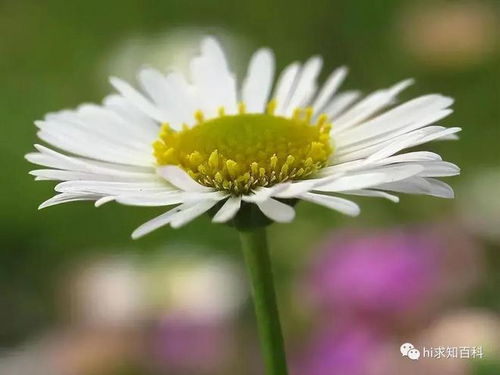 1.1 菊+浩 = “浩菊”——浩较大如海，花开似浪。