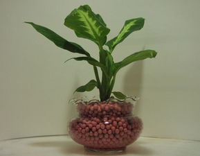 2.1 光照与温度控制