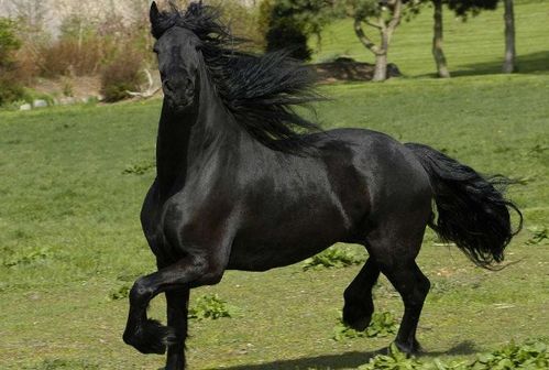 生肖马的性格特质与婚恋需求分析