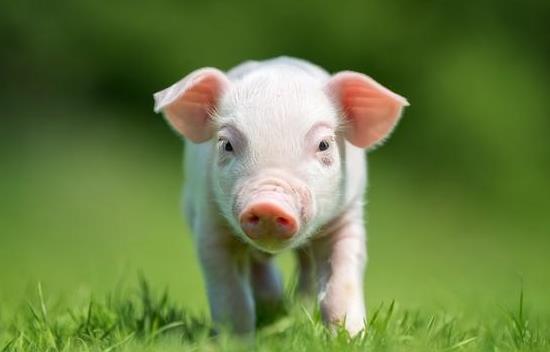 生肖猪——憨厚可爱之形象塑造