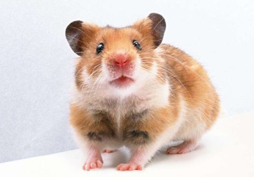 1996年属鼠人2026年和2027年运势详解分别是什么？