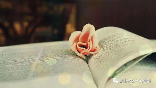 属猴：机智灵活型