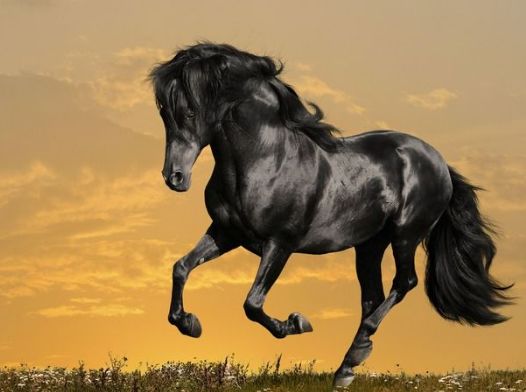 2026年属马的人会迎来大爆发吗？那2026年属马是无春年意味着什么？