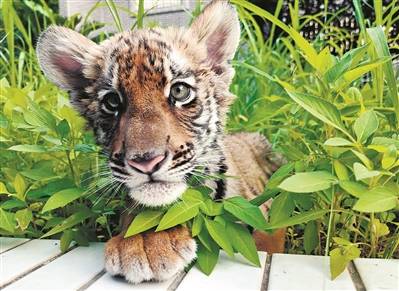 根据虎宝宝的出生时辰，璟逸嫩给它起一个既符合水虎特点又吉祥的名字吗？