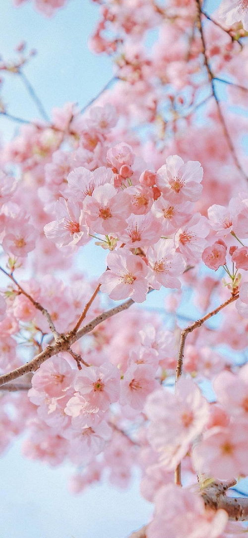 女生算命桃花旺，婚姻运势如何，如何催旺桃花姻缘？