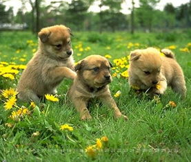 1982年属狗大海水命，能否改写为一个长尾？