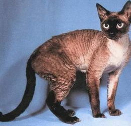德文卷毛猫：外观可爱而性情温和之典型代表