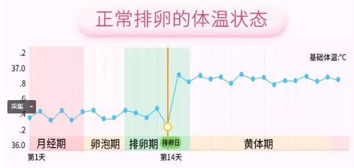 基础体温持续下降：排卵后的微妙改变