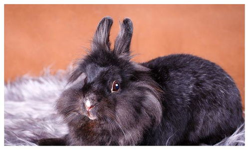 巨大金兔要发大财？笑死，这玩意儿靠谱吗