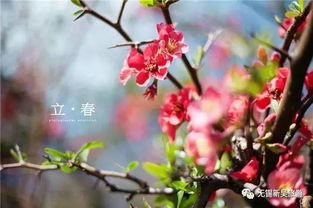 一春一秋不开花是哪个生肖？大地开花打一生肖是什么生肖的谜底？