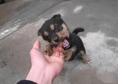 梦见手被狗咬却没出血，这预示着什么征兆呢？