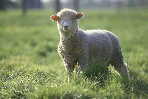 属羊人2026年运势大运势和财运具体如何？