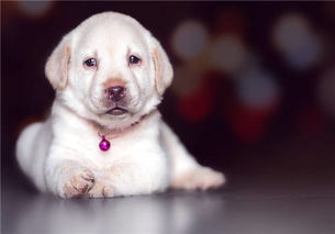 2026年狗宝宝取名，带有纬字的名字合适吗？