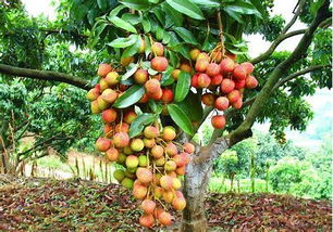 种植果树真的可依提升家居风水效果吗？