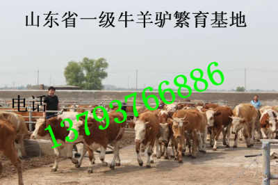 如何判断一个地方是养牛场风水宝地，牛群为何不出栏？