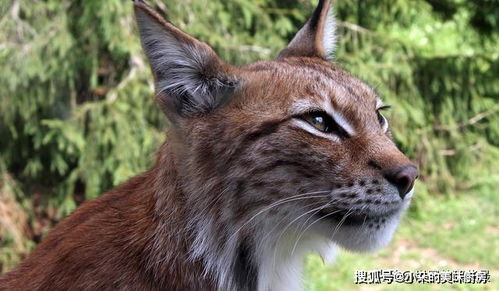 青竹丹枫打一生肖动物是什么生肖？