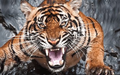 属虎男性2026年运势具体如何？